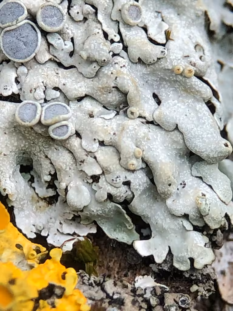 Hoary Rosette Lichen, photo 3 of 5