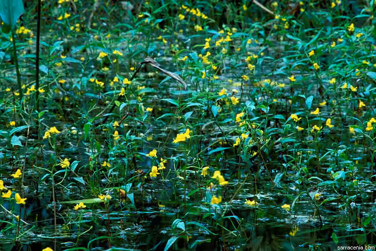 Utriculaire rayonnante, photo 1 sur 5
