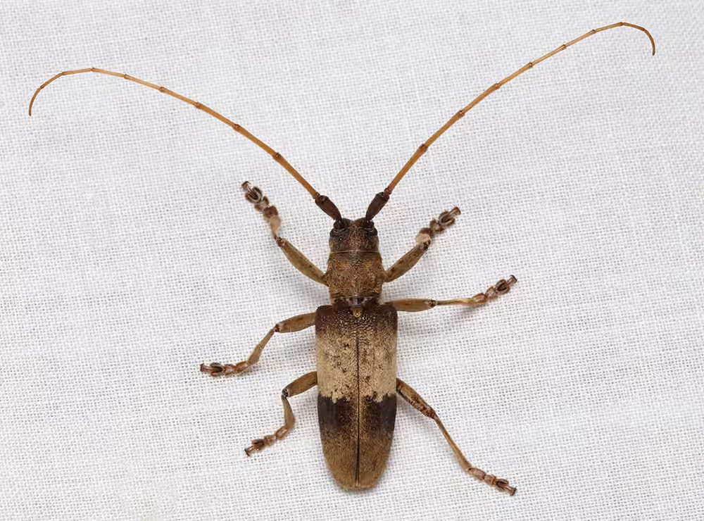 Hickory borer, photo 1 of 5