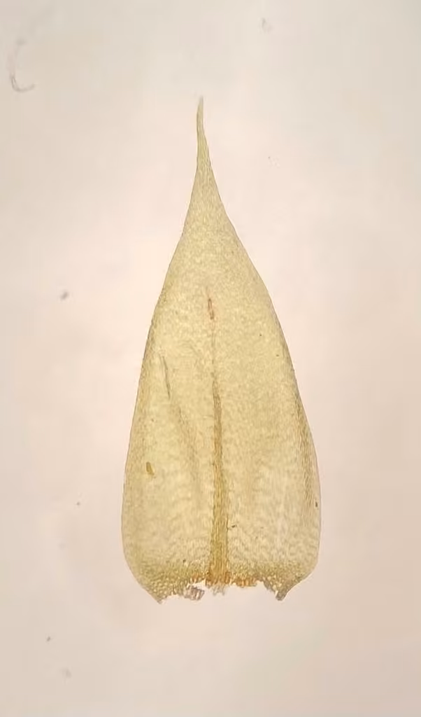 Acuminate brachythecium moss, photo 2 of 5