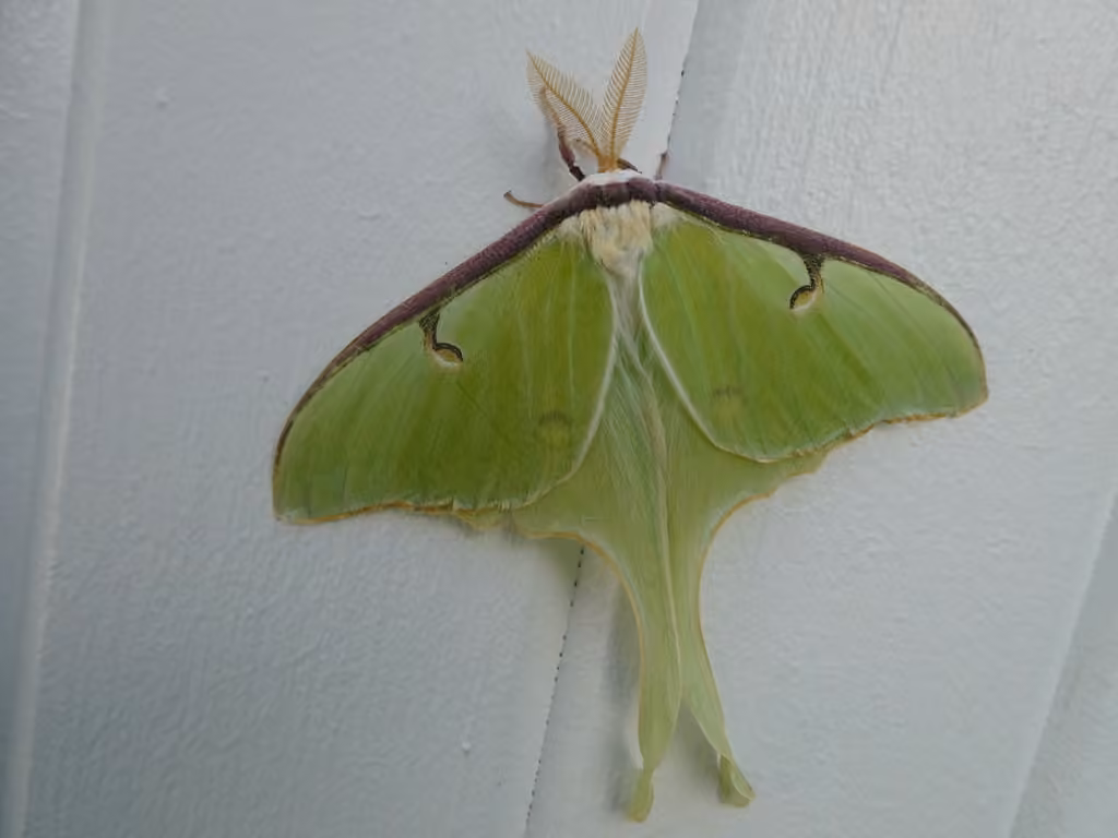 Papillon lune