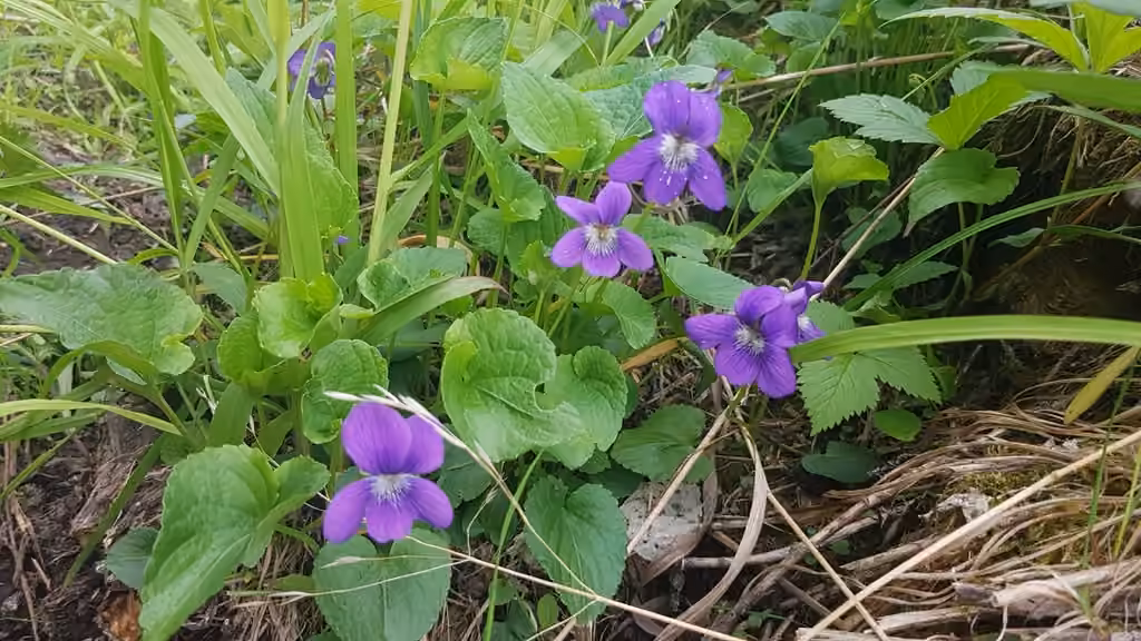 Northern bog violet, photo 1 of 5