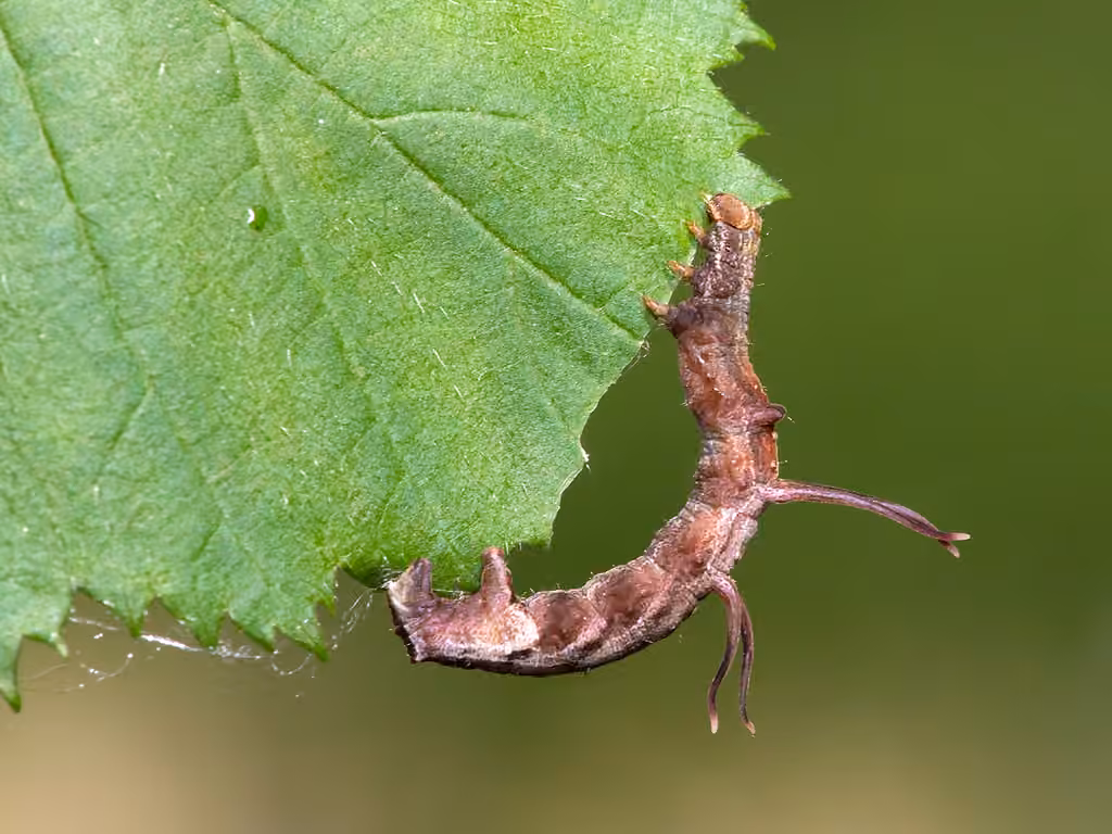 Horned Spanworm Moth, Caterpillar