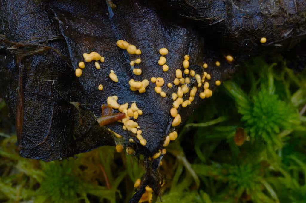 Hairy Pea Truffle, photo 2 sur 5