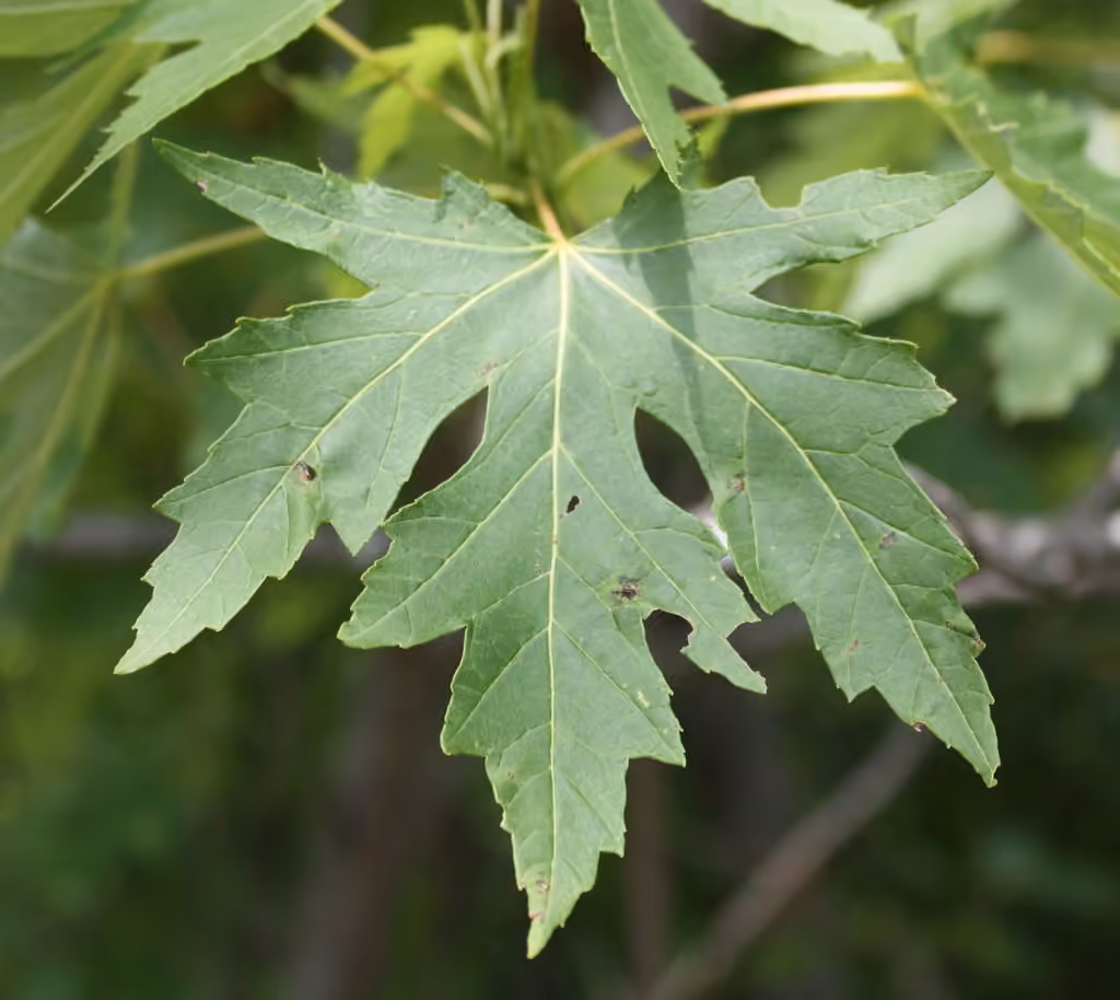 Silver maple, photo 1 of 5