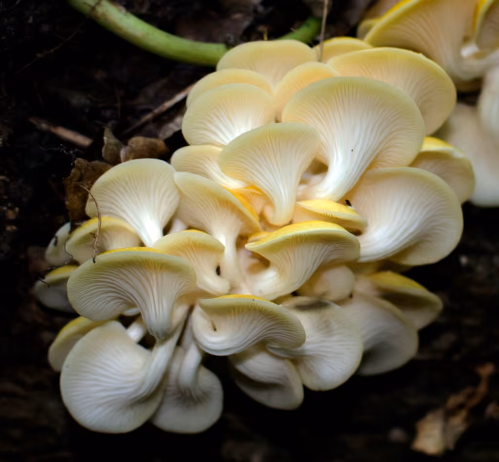 Golden Oyster Mushroom, photo 3 of 5