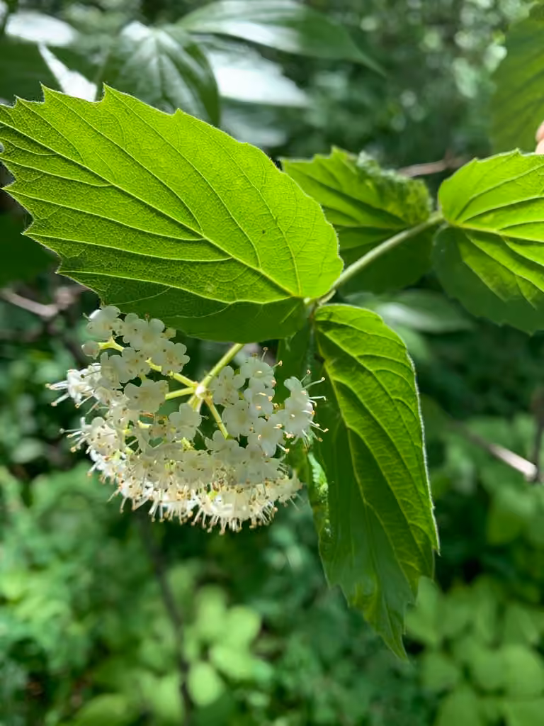 Viorne de Rafinesque, En fleurs