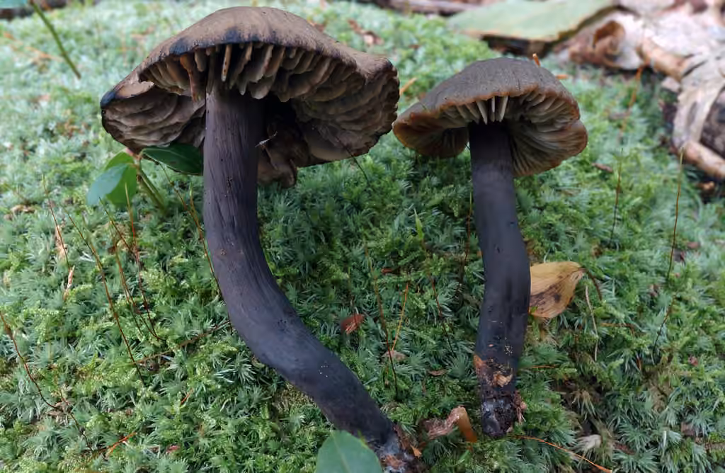 Blushing Waxcap, photo 1 of 5