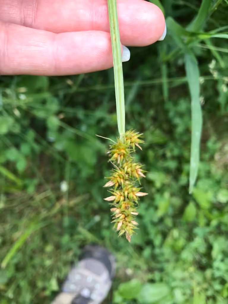 Foxtail sedge, In flower