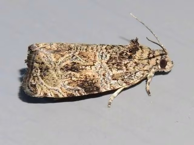 Woolly-backed Moth, Adult
