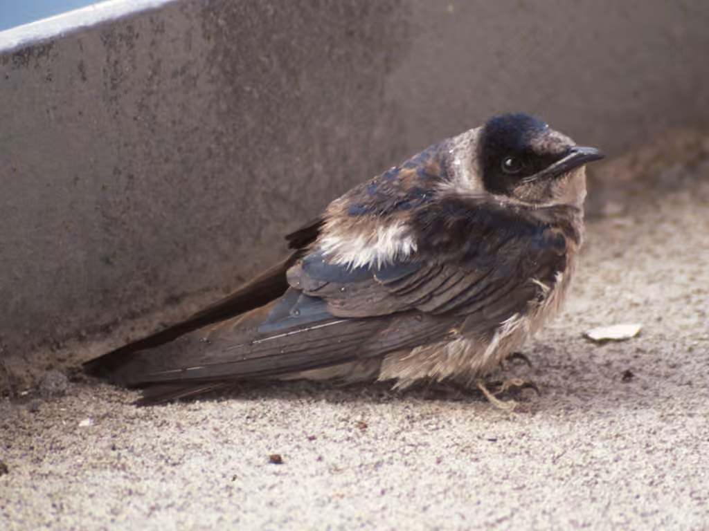 Hirondelle noire