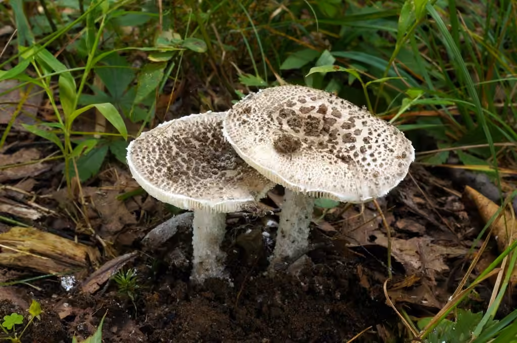Gunpowder Amanita, photo 1 of 5