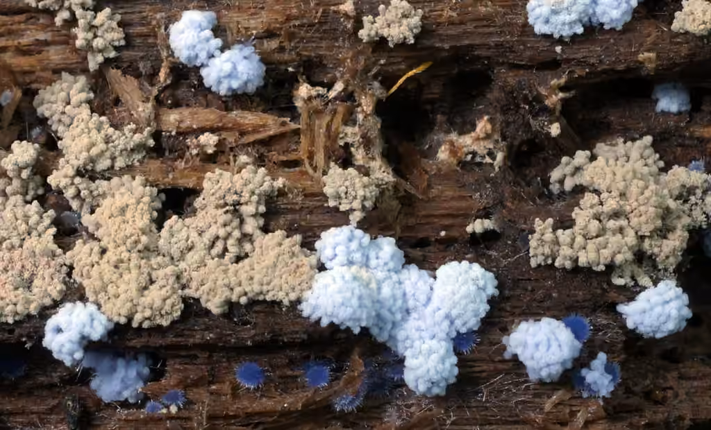 Chromelosporiopsis coerulescens, photo 1 sur 5