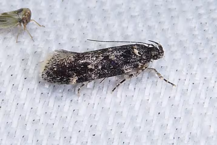 White-spotted Chionodes Moth, Adult