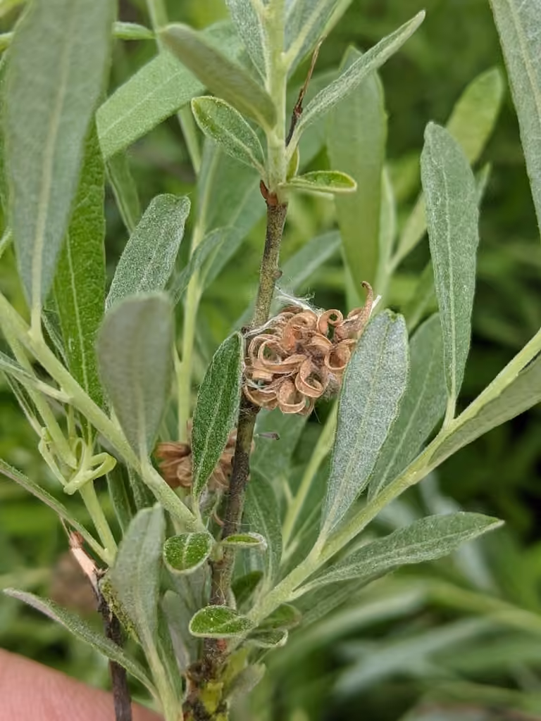 Prairie willow