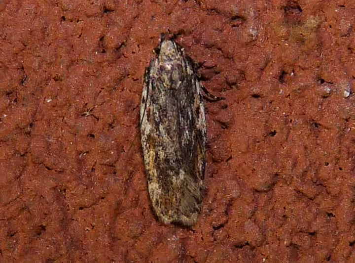Dusky-backed Filatima Moth, photo 1 of 5