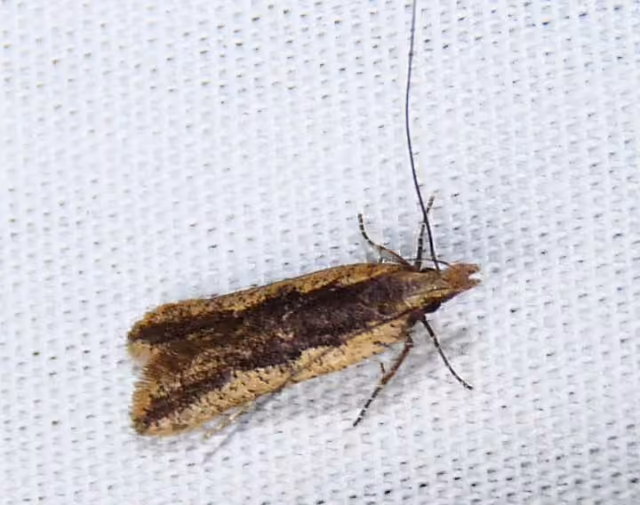 Chenille pèlerine, photo 1 sur 5