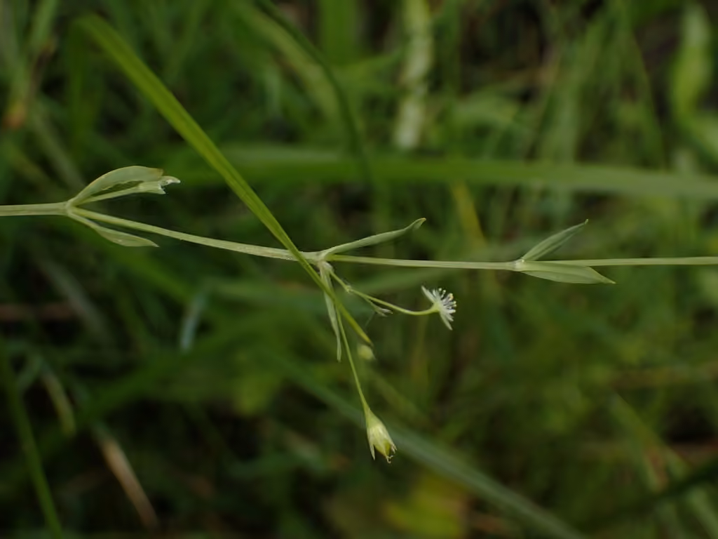 Stellaire fausse-alsine, En fleurs
