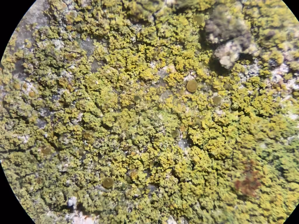 Mealy Firedot Lichen, photo 1 of 5