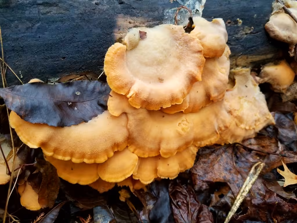 Pleurote en forme de nid, photo 3 sur 5
