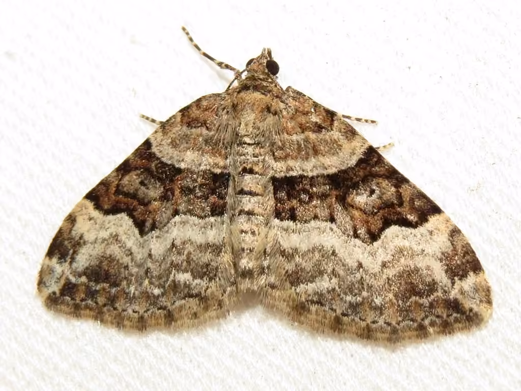 Toothed Brown Carpet, photo 3 sur 5