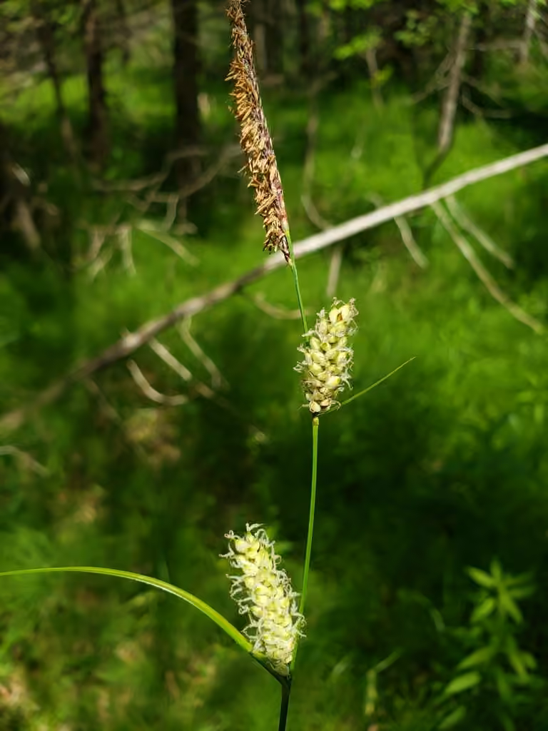 Carex laineux, photo 1 sur 5