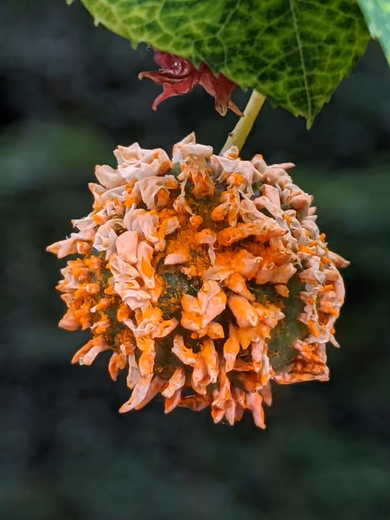 Cedar quince rust, photo 3 sur 5