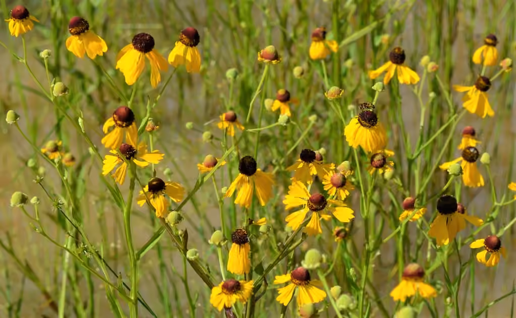Purplehead sneezeweed, photo 3 of 5
