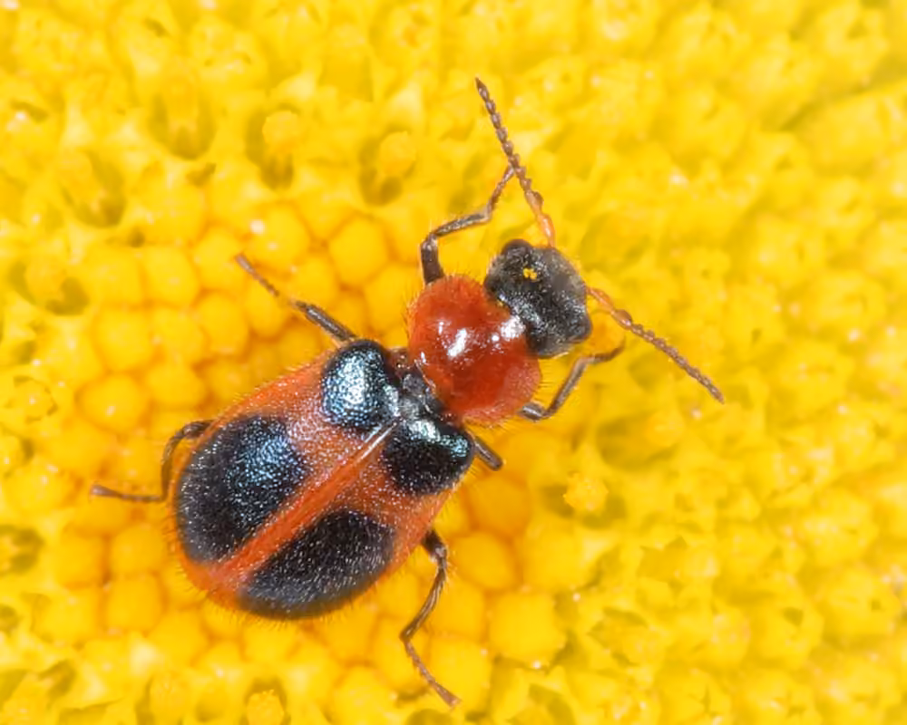 Four-spotted Collops, photo 3 of 5