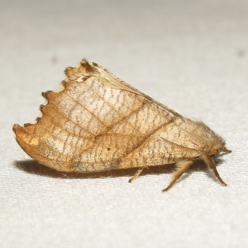 Faucille dentelée