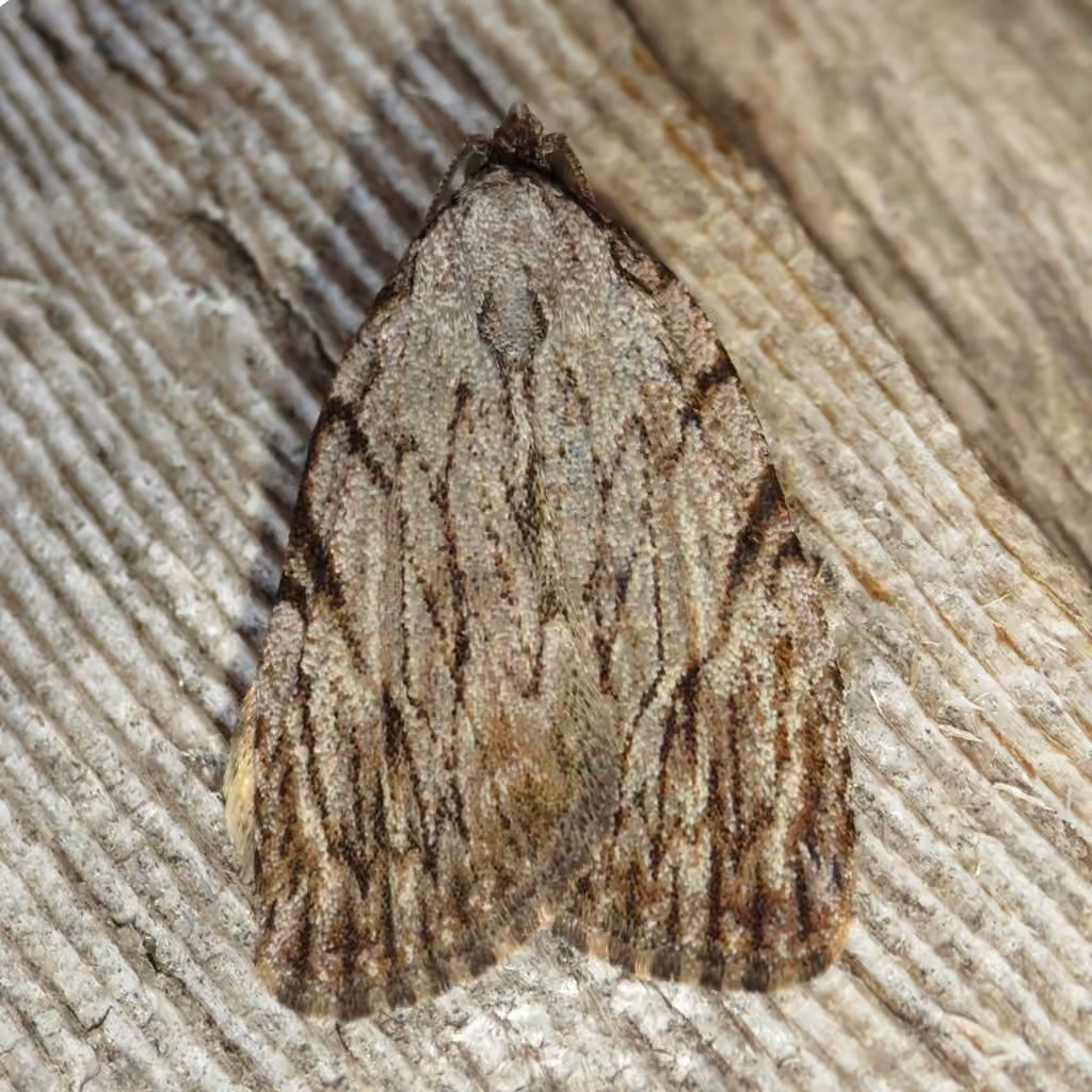 Three-lined Balsa Moth
