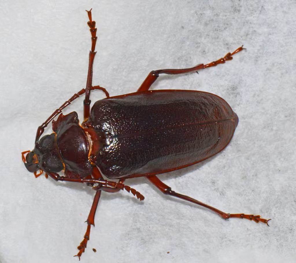 Tooth-necked Longhorn Beetle