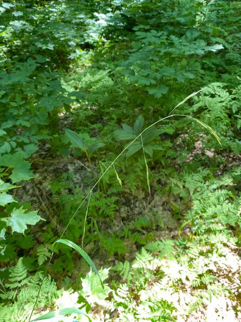 Smith melic grass, photo 1 of 5