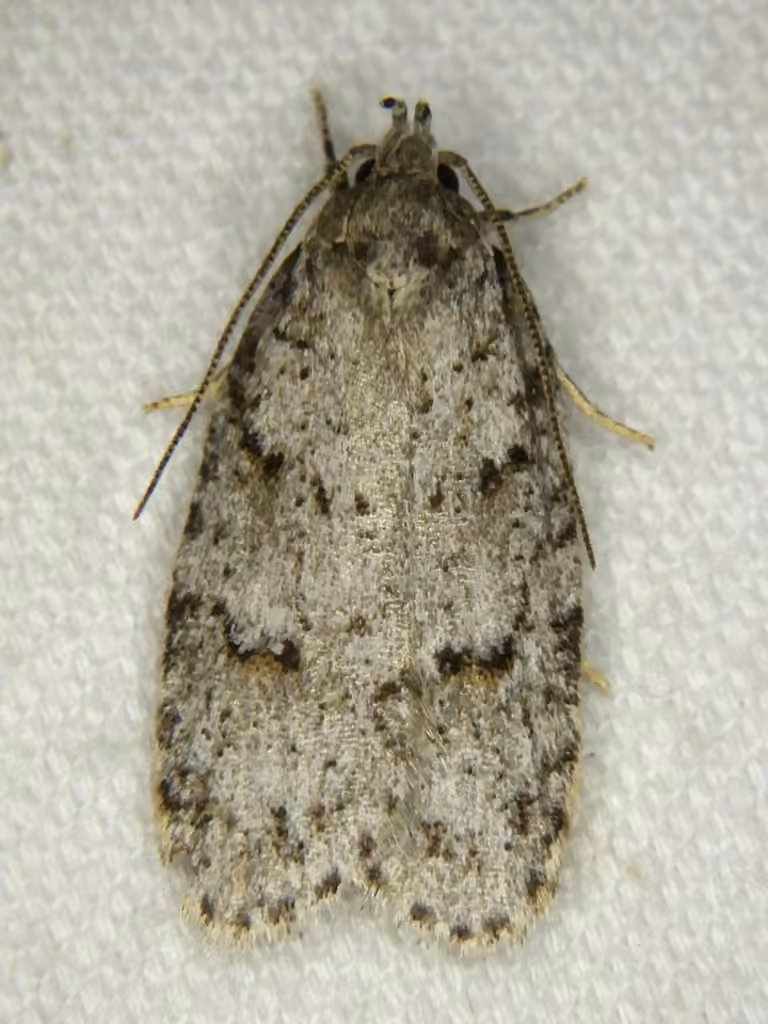 Bog Bibarrambla Moth, photo 2 of 5