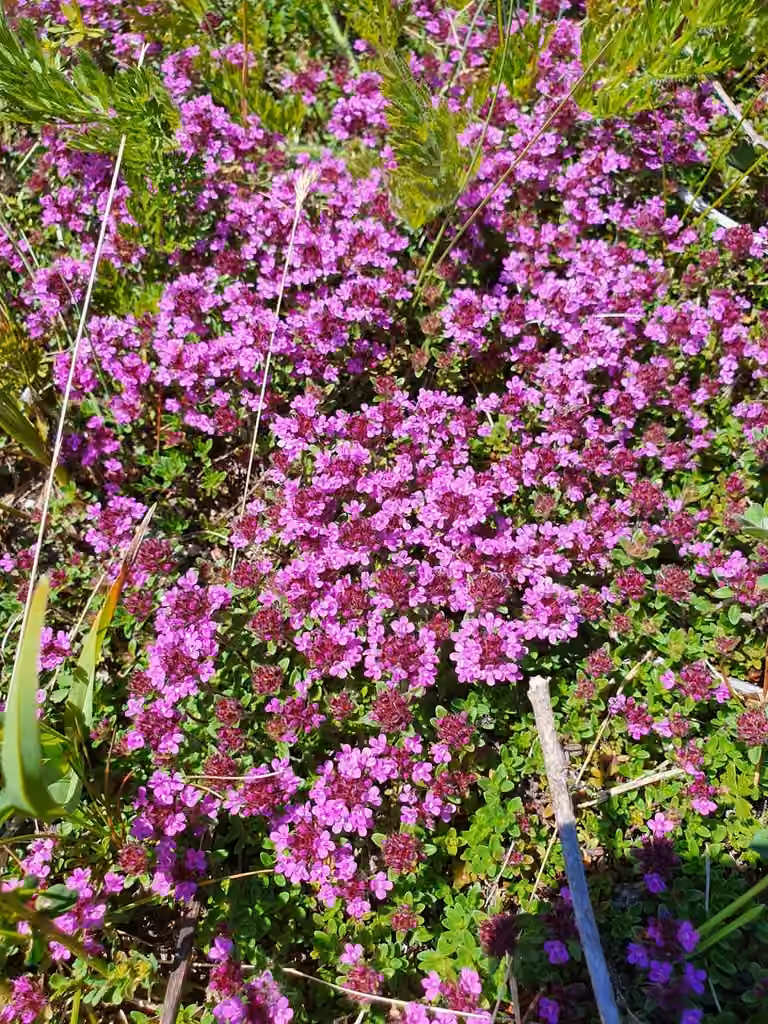Mother of thyme, In flower