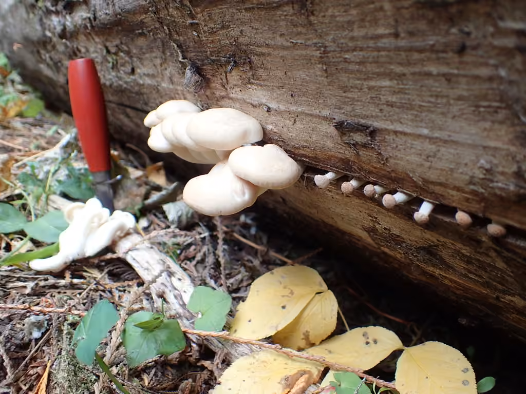 Beech Mushroom, photo 2 of 5