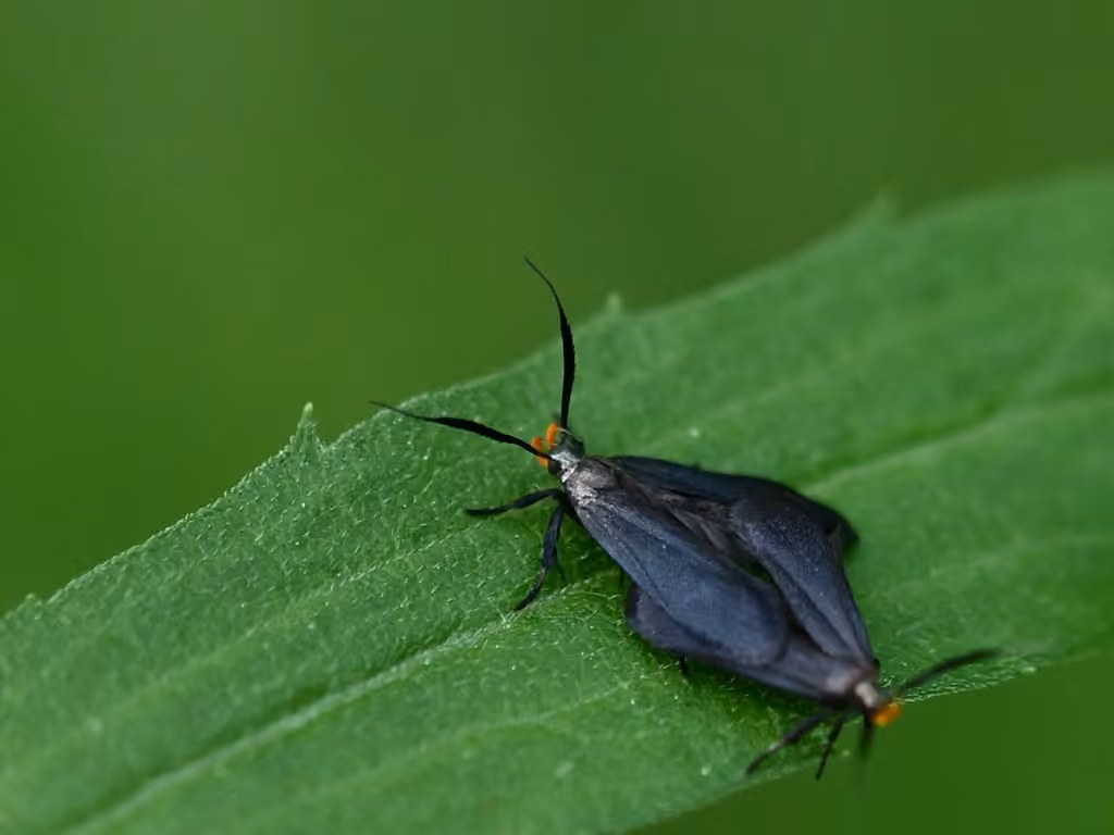 Little Devil Moth, Adulte