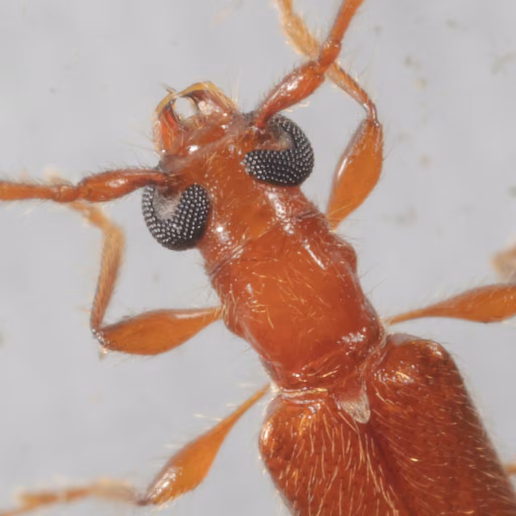 Red Longhorned Beetle, photo 2 of 5