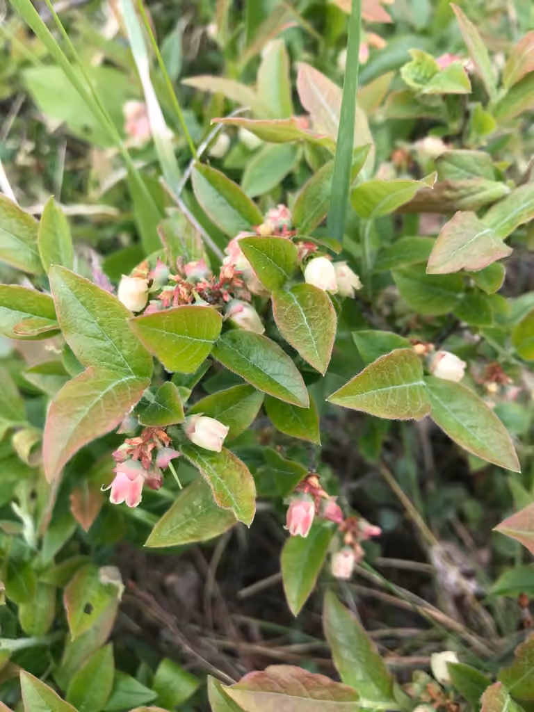 Bleuet fausse-myrtille