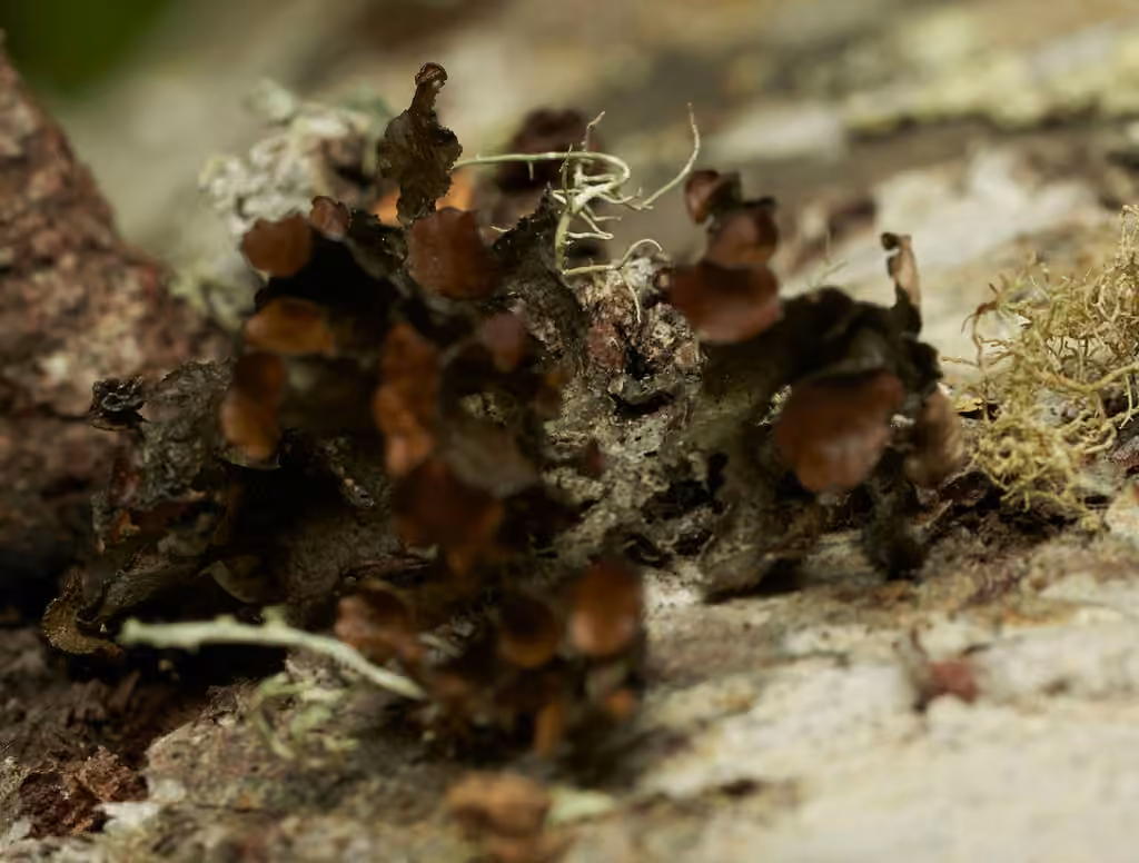 Tuckermannopsis lichen, photo 3 of 5
