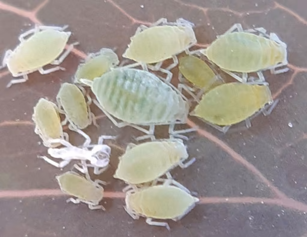 Rose-Columbine Aphid, Femelle adulte