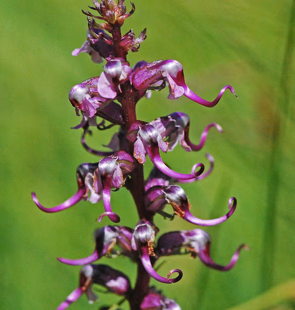 Elephanthead lousewort