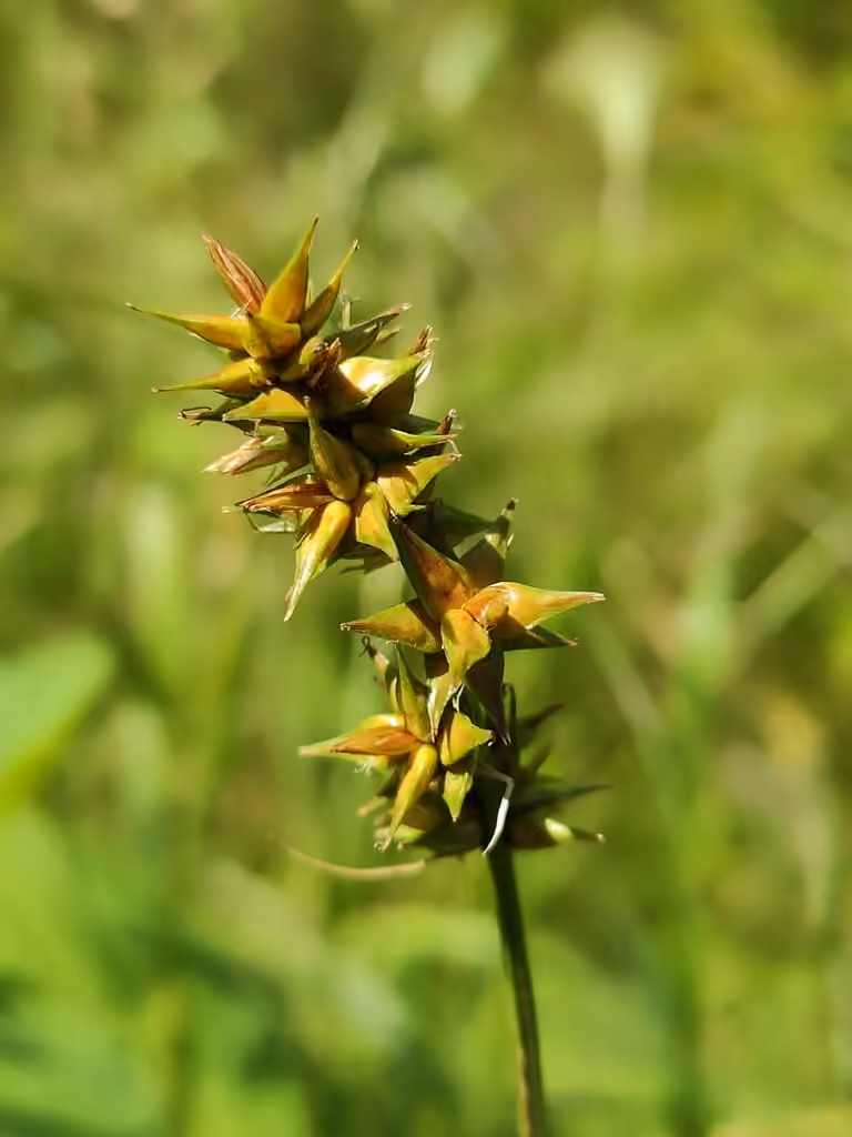 Carex à épi, photo 1 sur 5