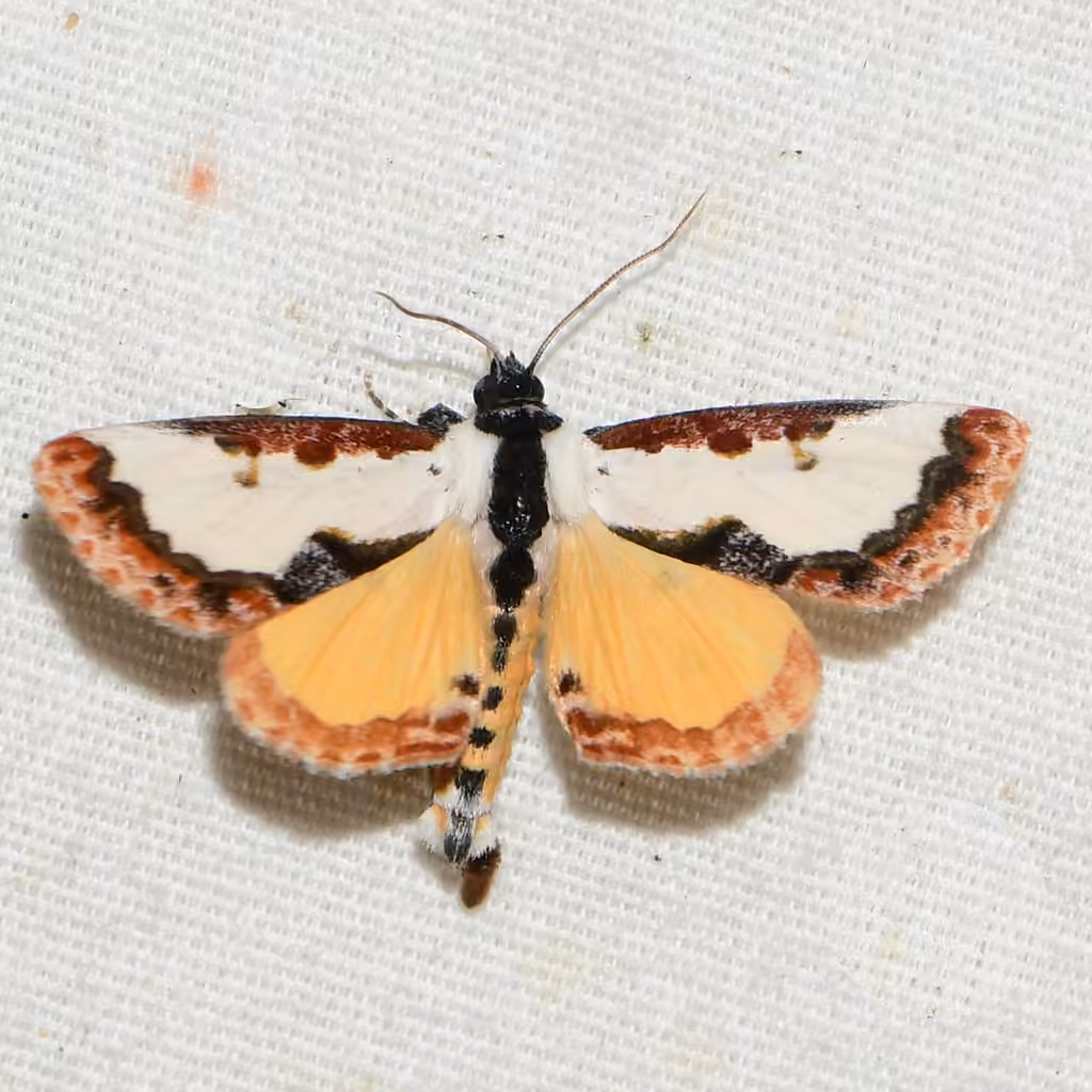 Pearly Wood-nymph, photo 3 of 5