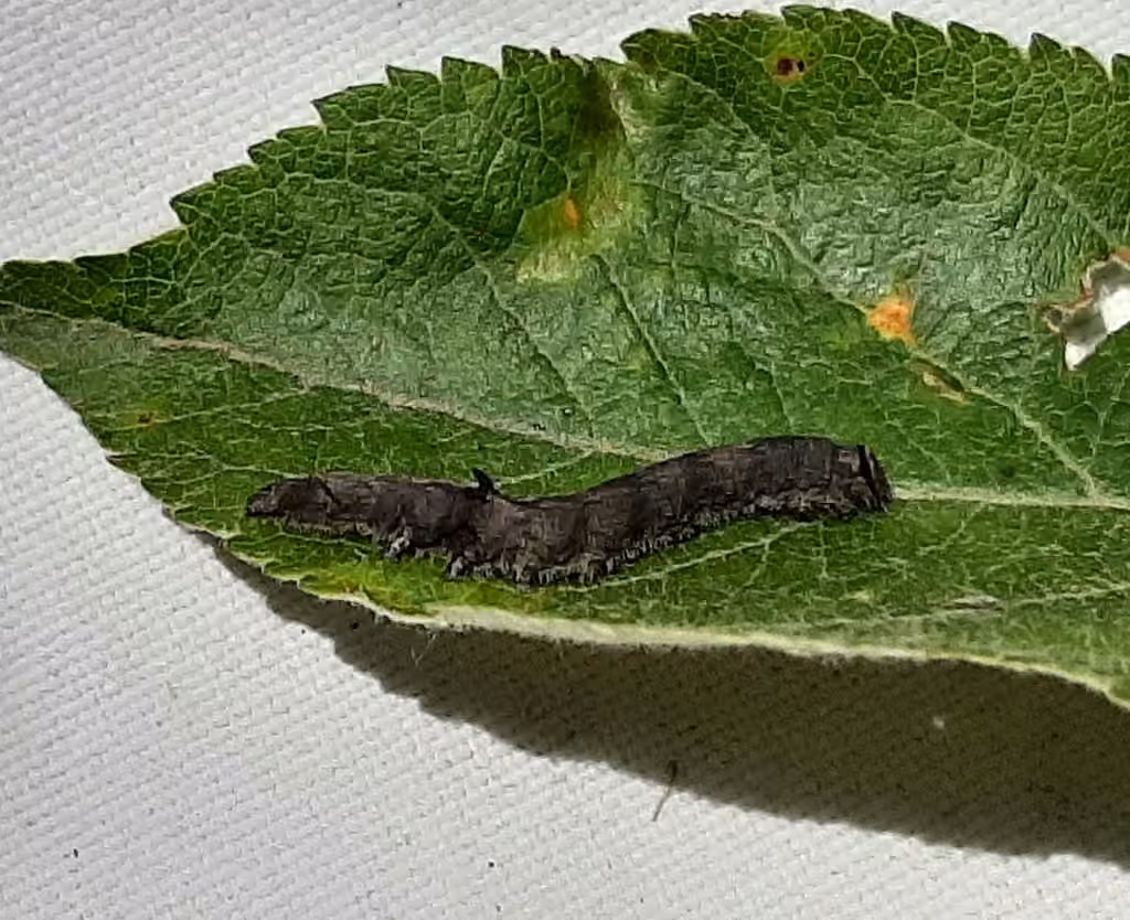 Woody Underwing, Chenille