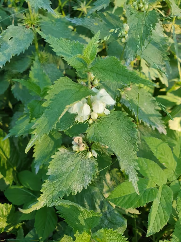 White deadnettle, photo 3 of 5