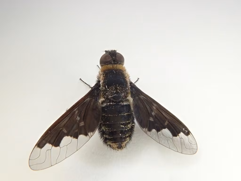 Bombyle farceur
