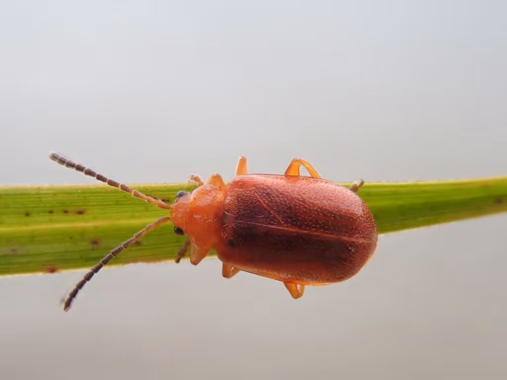 Dark-horned flea beetle, Adult