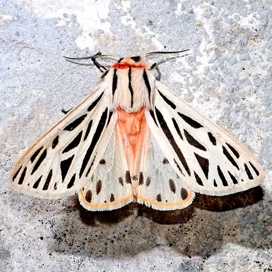 Arge Moth, photo 1 sur 5