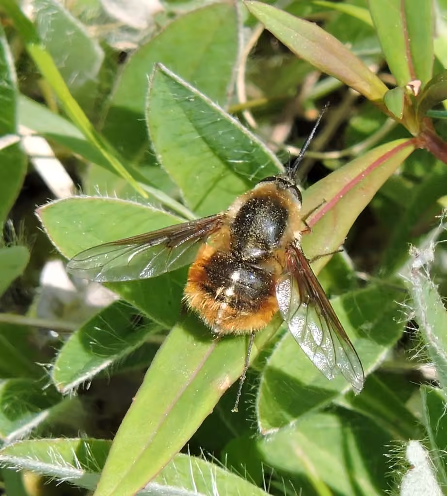 Mexican bee fly, Female